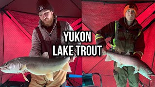 Yukon Ice Fishing | Lakers & Inconnu by GTZ Outdoors 152 views 1 month ago 11 minutes, 54 seconds