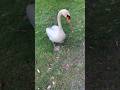 Funny swan #shortvideo #tiktok