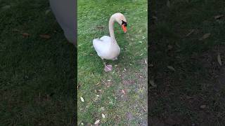 Funny swan #shortvideo #tiktok