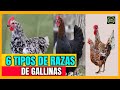 🐣🐔6 tipos de Razas de gallinas😱🐣 TIPOS de Gallinas 🐔 Especies de GALLINAS 🐣🐔😱
