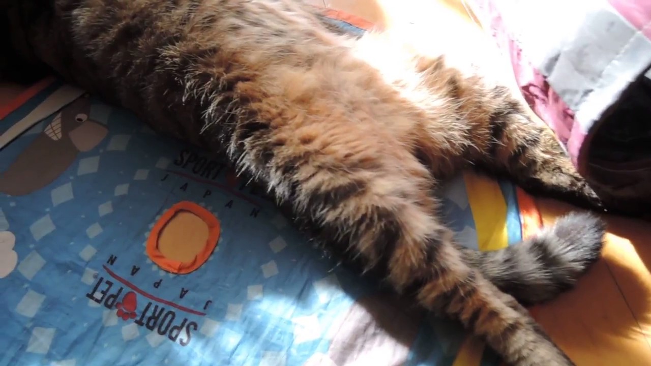 伸び猫 気持ちよさそうに足までピーンと伸ばして寝る猫 Youtube