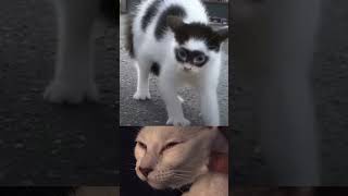Got a photo of the infamous Cat Burglar! #wholesomememes #cat #memes