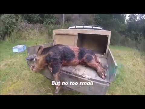 german shepherd hunting boar