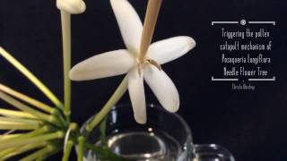 Triggering The Pollen Catapult Mechanism Of Posoqueria Longiflora Needle Flower Tree