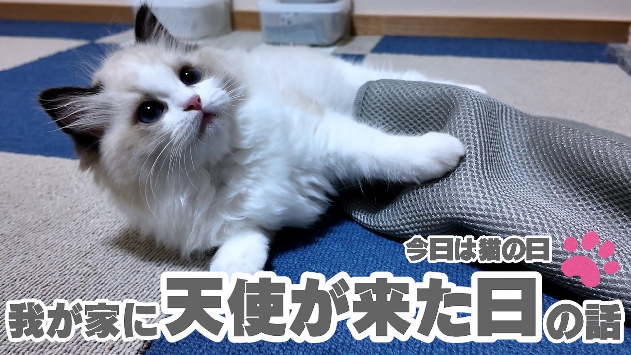 我が家に天使がやってきた！猫の日に振り返る兄弟の出会い