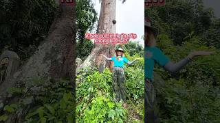Download Lagu Tại sao cụ Lim ngàn năm  không bị chặt? #yeuthiennhien #tunhienkechuyen #limxanh MP3 Download Lagu Tại sao cụ Lim ngàn năm  không bị chặt? #yeuthiennhien #tunhienkechuyen #limxanh MP3
