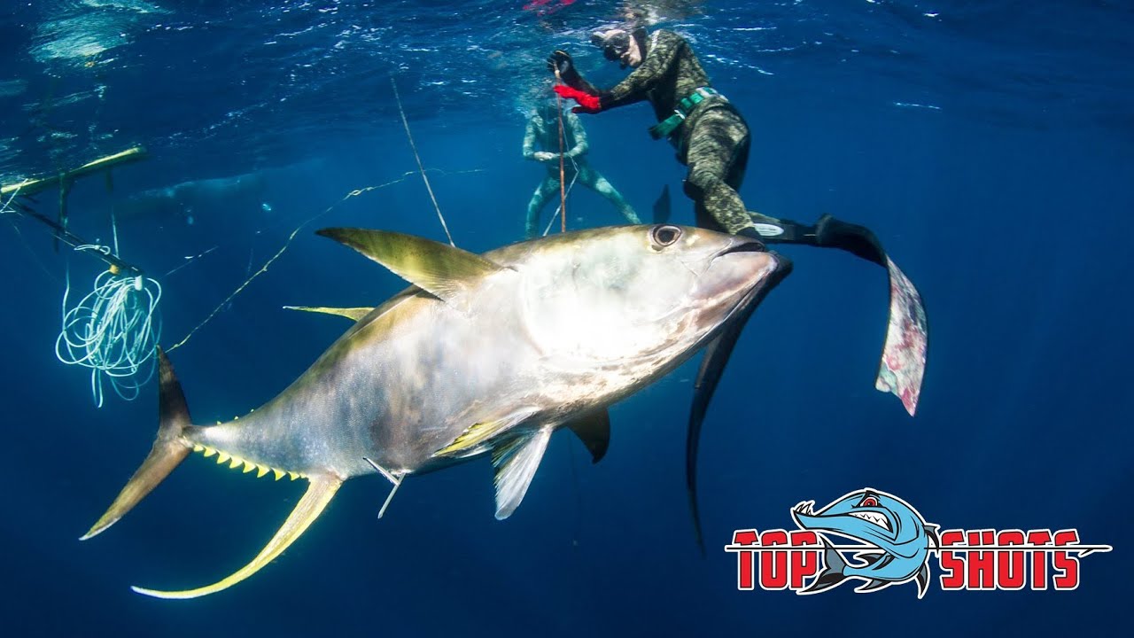 Spearfishing 100Kg Yellowfin Tuna - YouTube