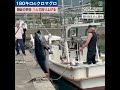 180キロのクロマグロを1人で釣り上げる! 島根県隠岐の島町
