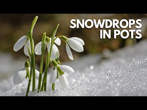 Video: Hoe om sneeuklokke te laat groei?