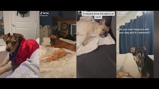 Hanging out with your 'awkward' dog | Tiktok videos by Randomness_unnieee 109 views 2 years ago 2 minutes, 36 seconds
