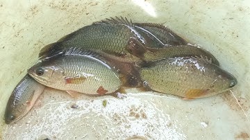 Câu Cá Rô Đồng Thử Câu Sau Cơn Mưa Bằng Cần Dài Và Thành Quả Được Cá Có Mấy Em.