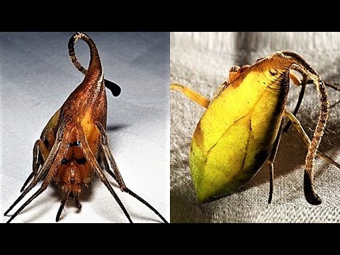 9 NEW Weird Spider Species Hqdefault