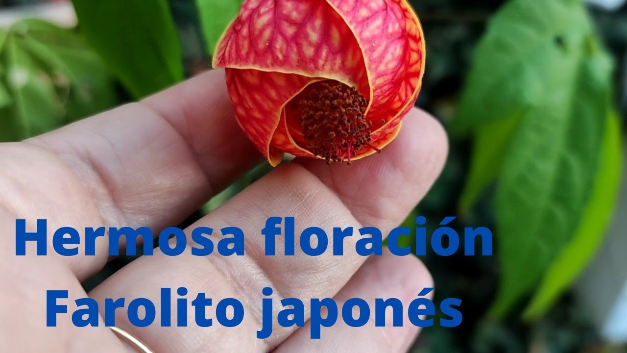 Cómo cuidar nuestro farolito japonés+ hermosas flores
