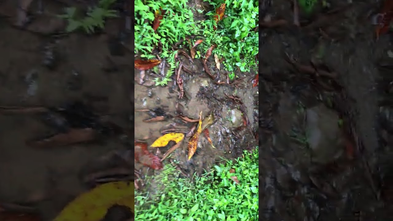 FieldVisit at Yangwarak Panchthar