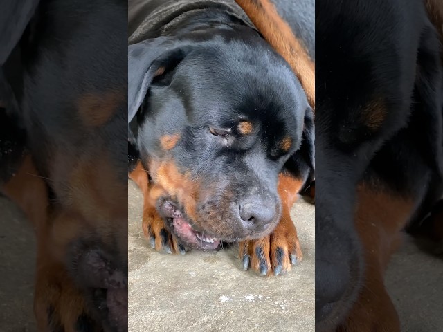 Brownie Rott 😍😈 #rottweiler