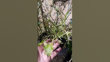 SAD !!! Tanaman Cabai Daun Keriting Berakhir Rontok