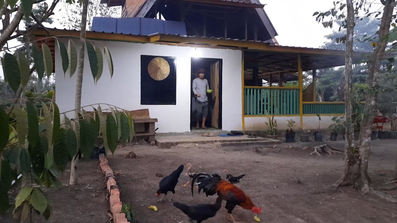 ALHAMDULILAH HUJAN! BISMILAH WIRTA KUNIL KUNIL  MELANJUTKAN AKTIFITAS HIDUP SEHARI HARI DI ROMPOK