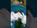 #pets #rabbit #cute #cutebunny #amazing #mycuterabbit #animals