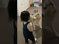 大好きな妹分が帰ってきて大興奮のシベリアンハスキー #shorts