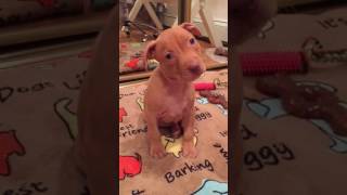 Cute 6 Weeks Old Pitbull Puppy First Day At Home