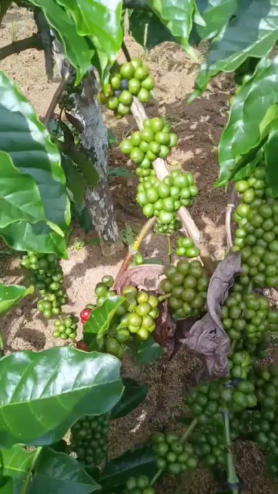 harganya mahal tapi banyak juga yang kecewa #perkebunan#pertaniakopi#shorts