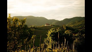 Soskic Winery Promo Video by DSGN Studio