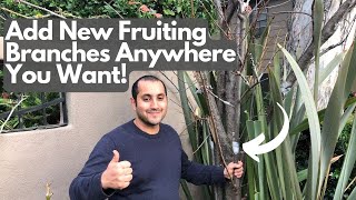 How to Create New Branches on Your Tree With Grafting!