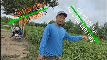Câu cá rô đồng.mùa này tụi nó ôm trứng.chất chuyển qua câu cá tra quá.@tranchungcuchi