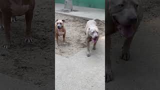 American Bully E American Staffordshire Da Matilha