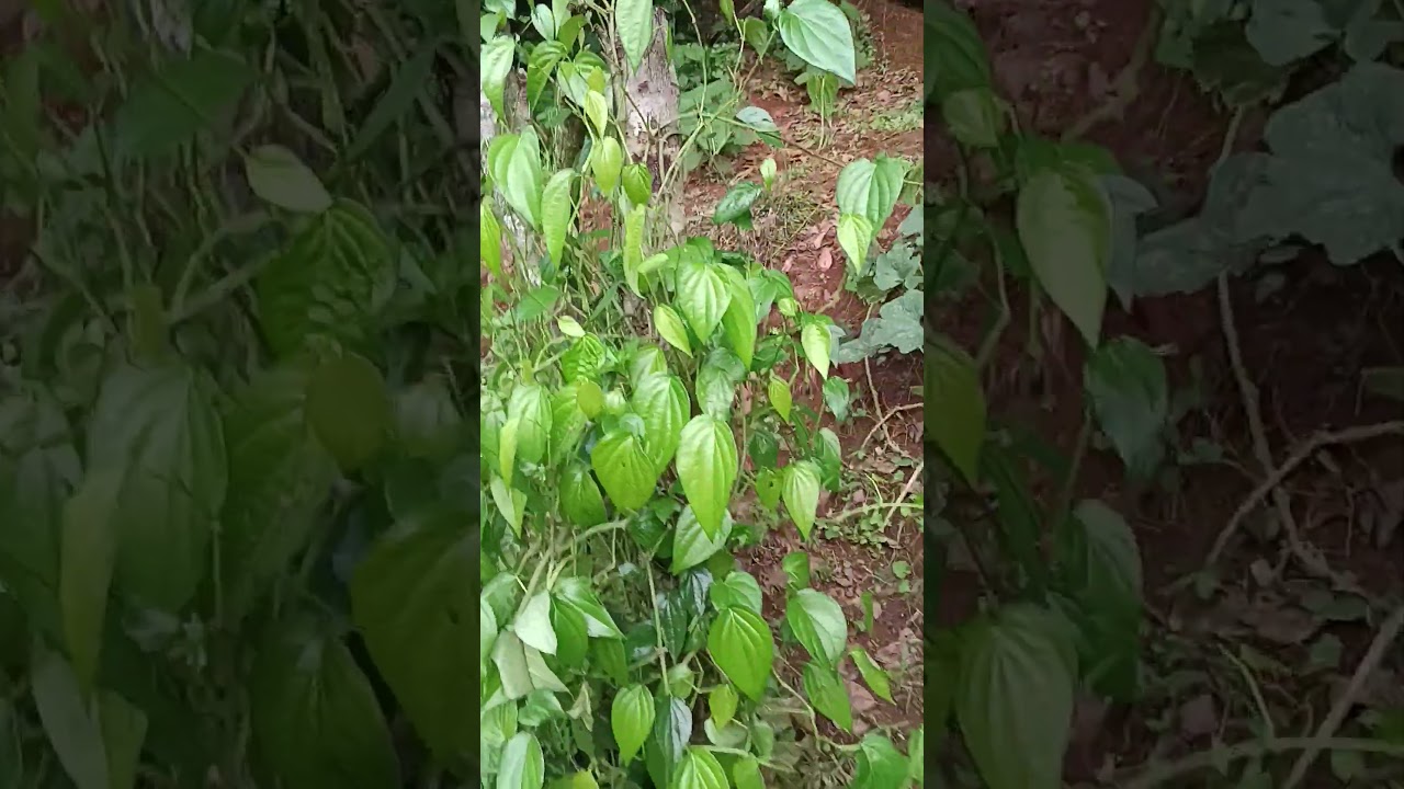 Betel leaf plantation