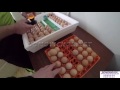 Инкубатор Квочка МИ 30 1Э до 80 куриных яиц с вентилятором и механическим переворотом