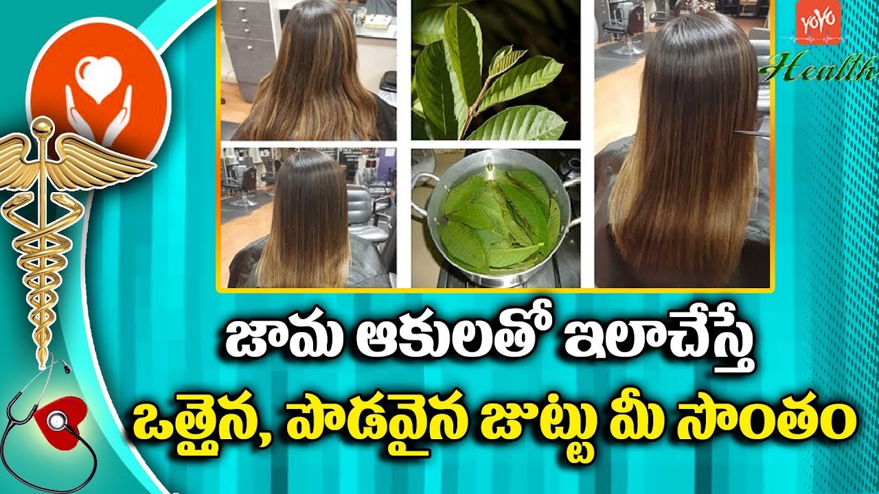 జ మ ఆక లత ఇల చ స త Guava Leaves For Hair