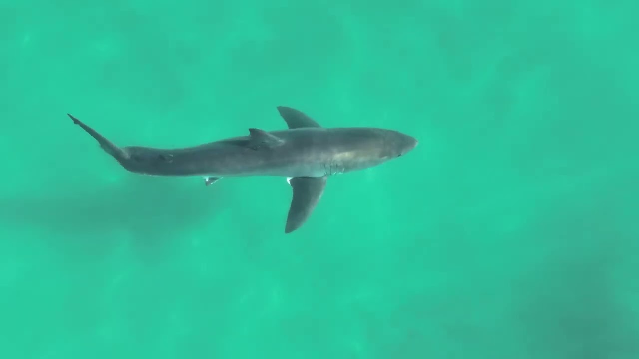 Shark Close Up San Diego. CA 2022