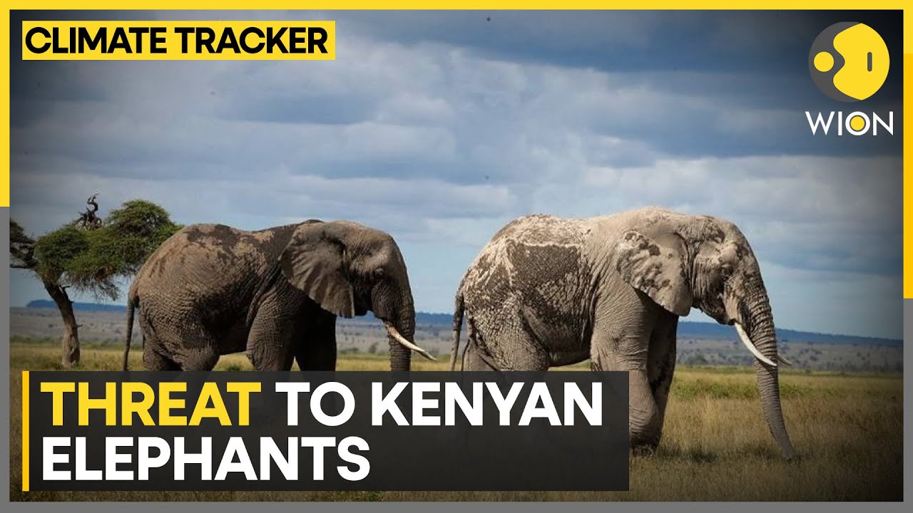 Kenya urges Tanzania to restrict trophy hunters | WION Climate Tracker ...