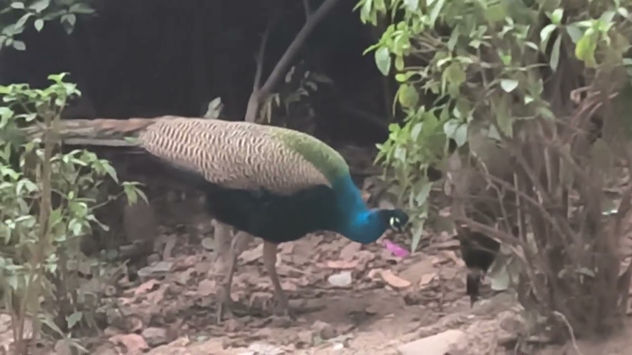 🦚🦚🦚🦚🇮🇳Beautiful view of peacock in cold weather