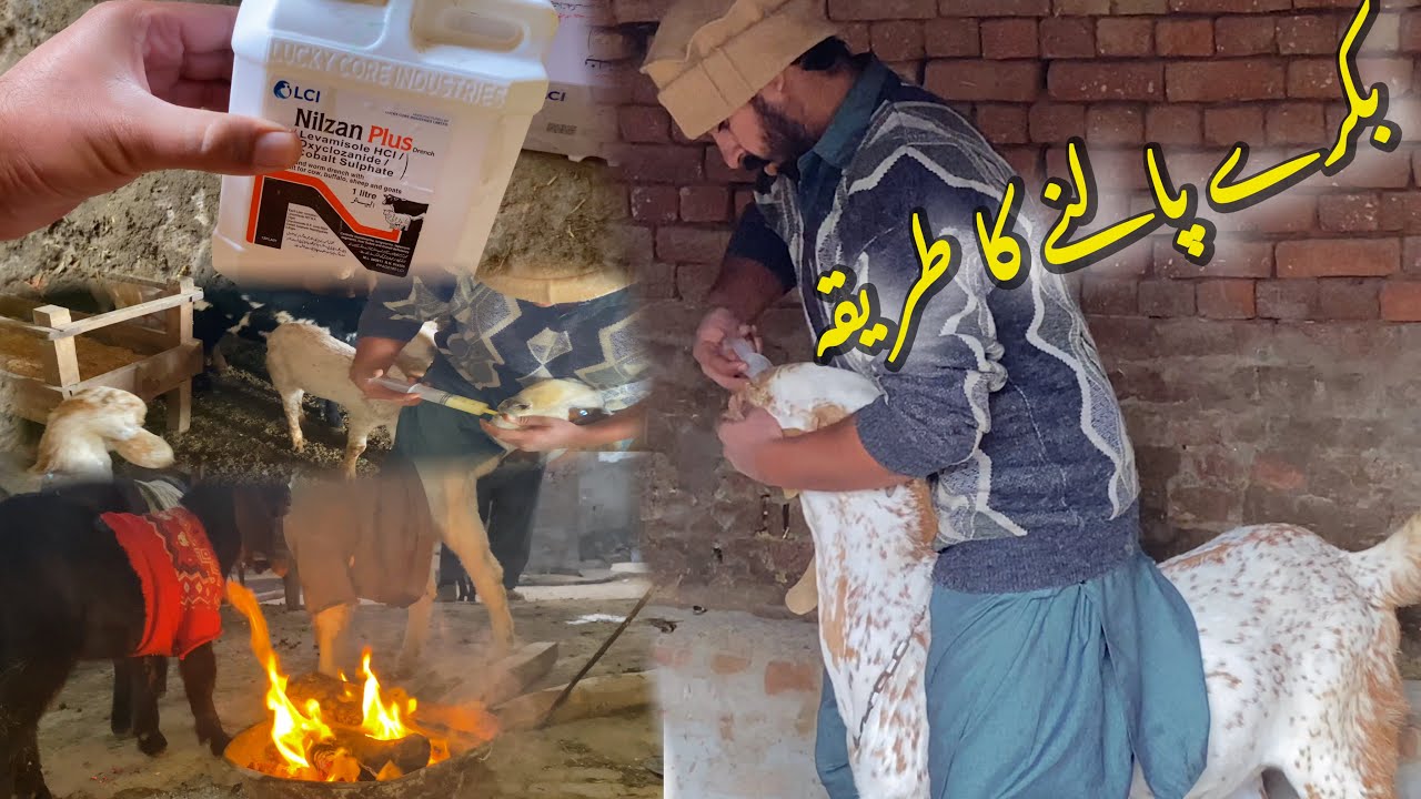 New Bakron Ki Deworming Kar Di 😱🐐 | Bakray Healthy Kaise Rakhein?