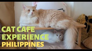 Cat Cafe Experience in The Philippines