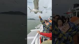 Feeding seagulls in Wolmido Island #korea #koreantamil #koreatamilpasanga #wolmido