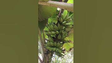 Mấy Buồng Chuối Quá Đã 🌳Tree Banana.
