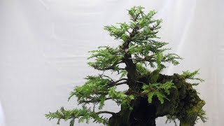 Gardening With Friends: The Art of Bonsai at the Duquesne Light Home and Garden Show