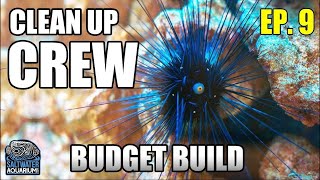 Choosing Your CLEANUP CREW  Beginner Saltwater Budget Aquarium