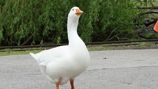 Goose Sounds Effect