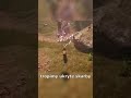 Cozy gra świniakiem - Adorable Adventures