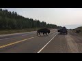 Buffalo { Bison }  crossing highway in northern BC