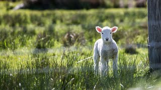 Sheep May Safely Graze (J.S. Bach) - Adagio Trio