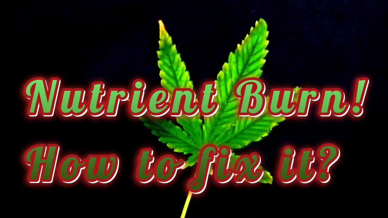 Nutrient Burn! How to stop and fix it.