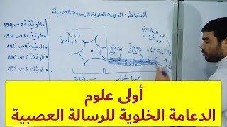الدعامة الخلوية للرسالة العصبية (الجزء 2) [النشاط 46]