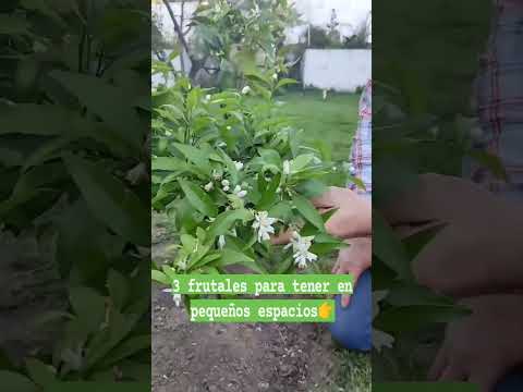 Video: Plantar cerca de moras: seleccionar plantas complementarias para arbustos de moras