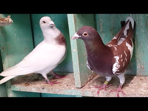 The difference between Ash Red and Recessive Red pigeons