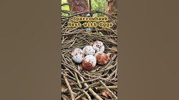 Amazing Sparrowhawk Nest with 5 Eggs in the UK 2024 | #birdnesting #birds #birdnest #britishbirds